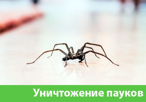 Избавиться от пауков в городе Белорецк