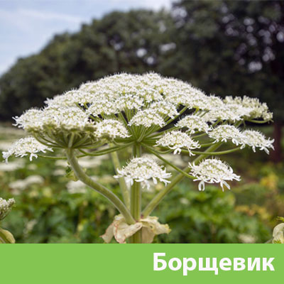 Борщевик в Белорецке