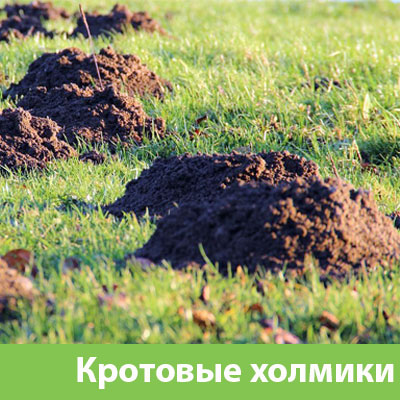 Кроты на участке в Белорецке