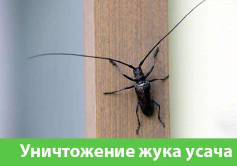 Обработка от жука усача в городе Белорецк