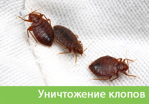 Уничтожение клопов в городе Белорецк