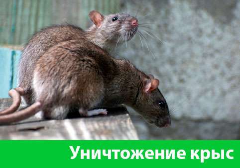 Уничтожение крыс в городе Белорецк