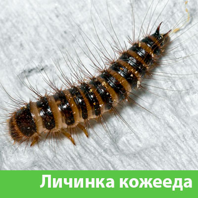Личинка Кожееда в Белорецке