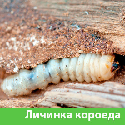 Уничтожение личинок короеда в Белорецке
