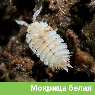 Мокрица в Белорецке фото