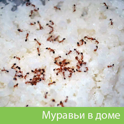 Муравьи в доме в Белорецке