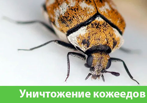Обработка от кожееда в городе Белорецк 