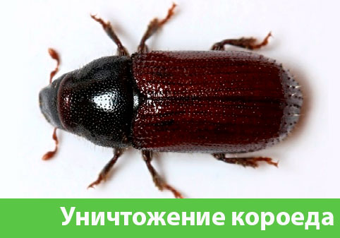 Обработка от древоточца в городе Белорецк