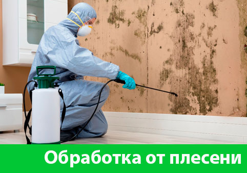 Обработка от плесени в городе Белорецк