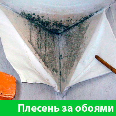 Удаление плесени в Белорецке
