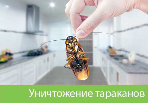 Уничтожение тараканов в городе Белорецк
