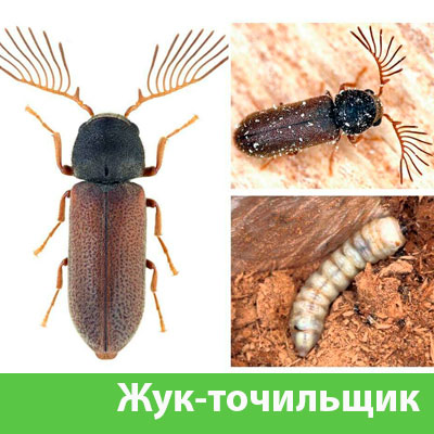 Уничтожение точильщика и личинок в Белорецке