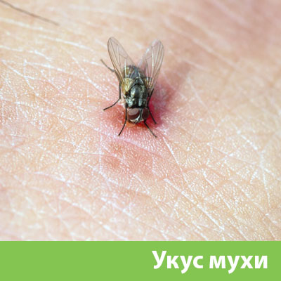 Уничтожение мух в Белорецке