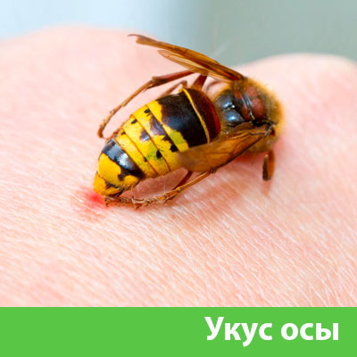Профессиональное уничтожение ос и шершней в Белорецке