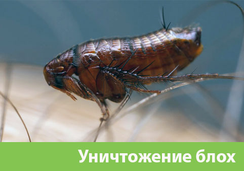 Уничтожение блох в городе Белорецк