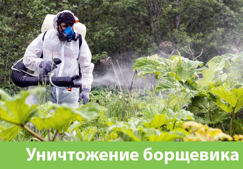 Уничтожение Борщевика в городе Белорецк