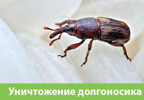 Уничтожение долгоносиков в городе Белорецк
