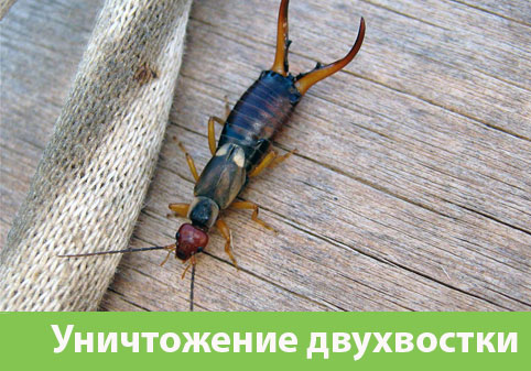 Уничтожение двухвостки в городе Белорецк