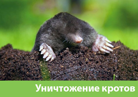 Уничтожение кротов в городе Белорецк