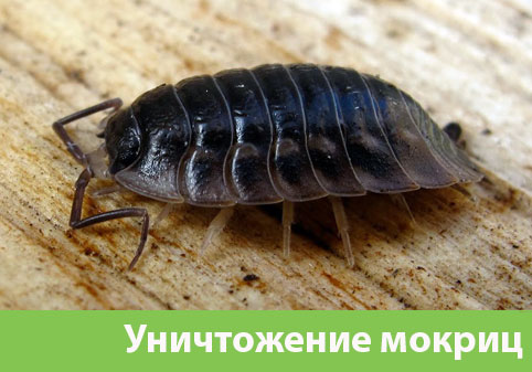 Мокрицы в квартире в городе Белорецк