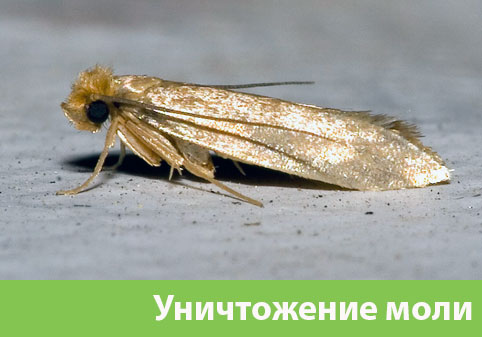 Уничтожение моли в городе Белорецк 