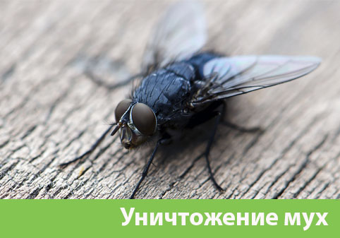 Уничтожение мух в городе Белорецк