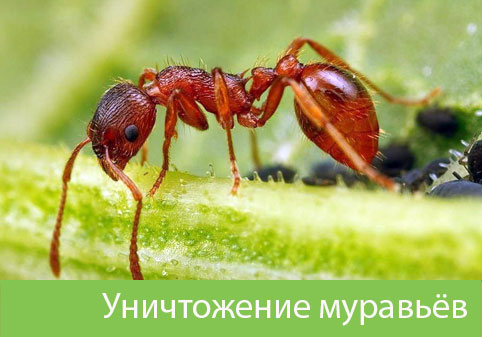 Уничтожение муравьёв в городе Белорецк