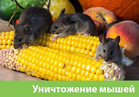 Уничтожение мышей в Белорецке