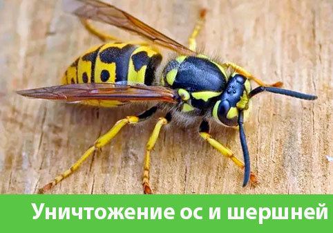 Уничтожение ос и шершней в городе Белорецк