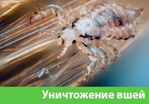 Уничтожение вшей в городе Белорецк